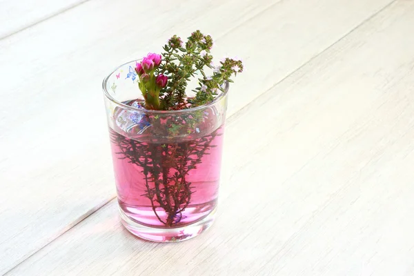 Glas med blomma — Stockfoto