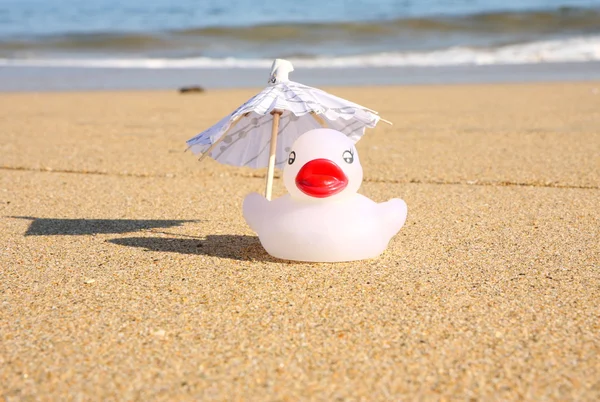 Pato solo en la playa —  Fotos de Stock