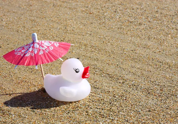 Petit canard sur le sable — Photo