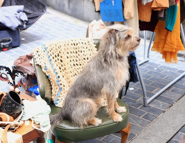 köpek içinde belgili tanımlık çarşı