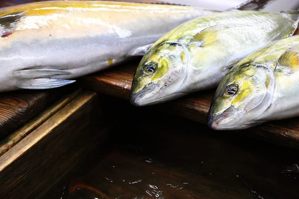 Fiska i tsukiji marknaden — Stockfoto