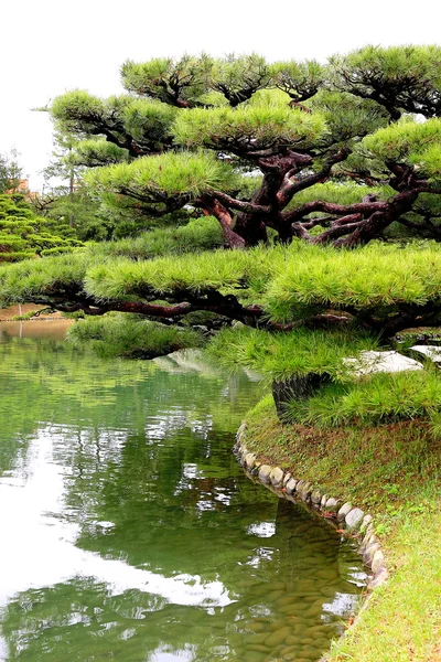 일본 정원에 있는 나무 — 스톡 사진