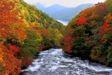 Forest in autumn-Japan clipart