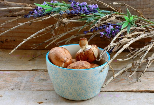 Mushrooms — Stock Photo, Image