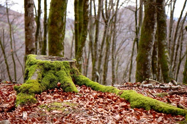 Log with moss — Stock Photo, Image