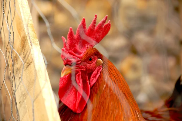 Frango no mercado — Fotografia de Stock