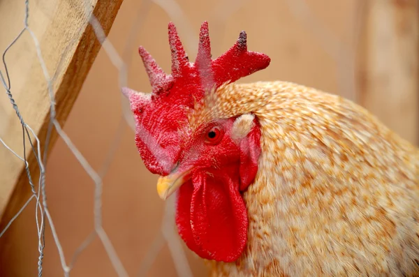 Pollo a la parrilla — Foto de Stock