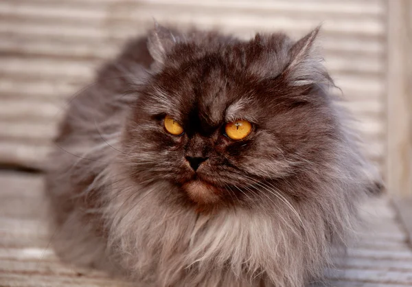 Gato bonito — Fotografia de Stock