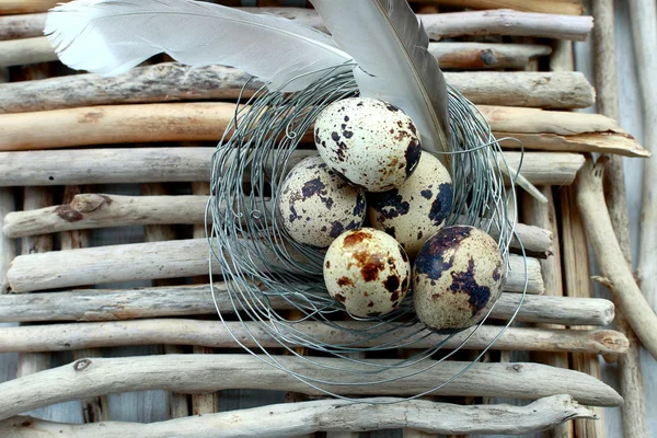 Jaja & piór — Zdjęcie stockowe