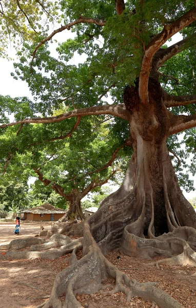 Ceiba-Senegal