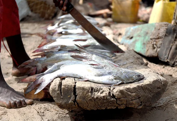 taze balık-carabane-senegal