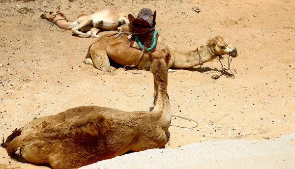 Des chameaux posés sur le sable-Dakar Photo De Stock