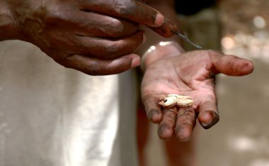 kaju-Senegal