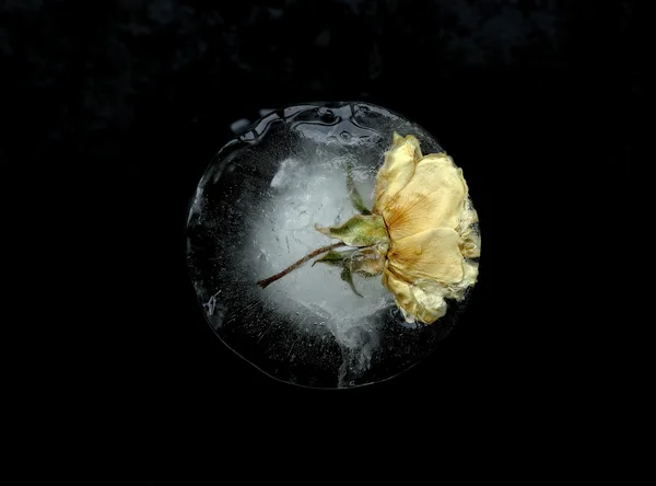 Rosa gialla congelata — Foto Stock