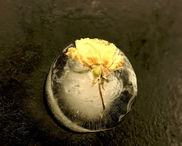 Frozen rose-yellow flower — Stock Photo, Image