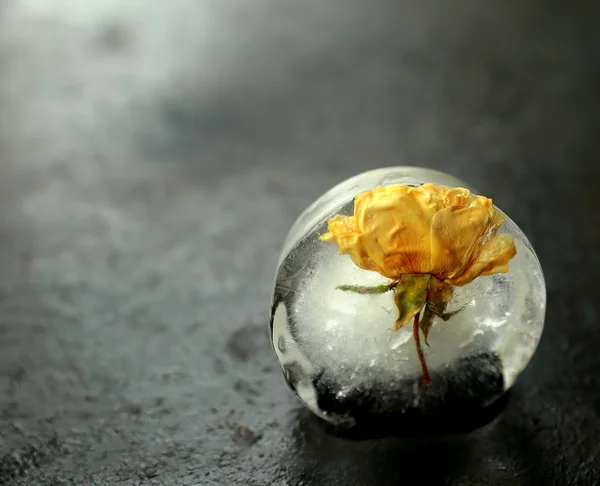 Gele bloem-bevroren — Stockfoto