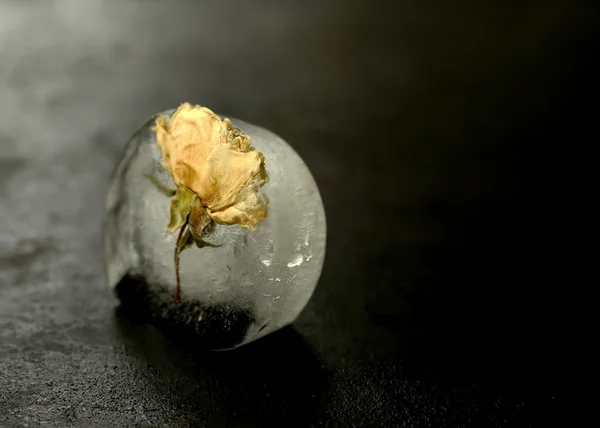 Ijs en gele roos — Stockfoto