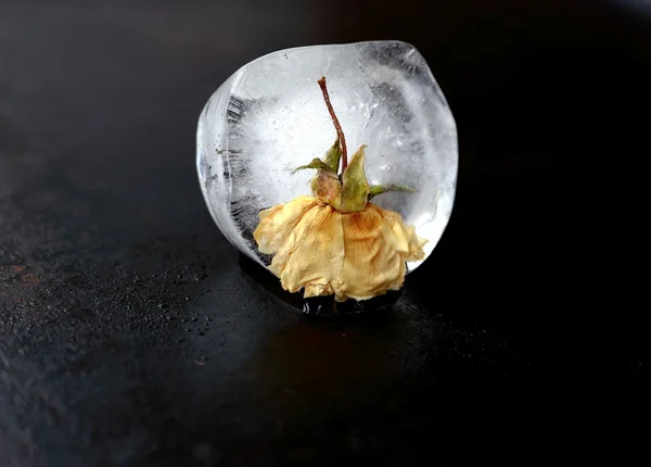 Hielo con rosa — Foto de Stock