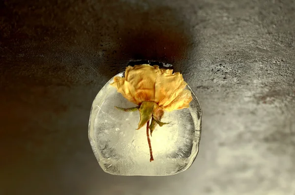 冰和玫瑰 — 图库照片