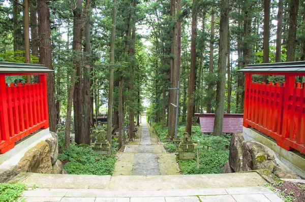 Floresta japonesa — Fotografia de Stock