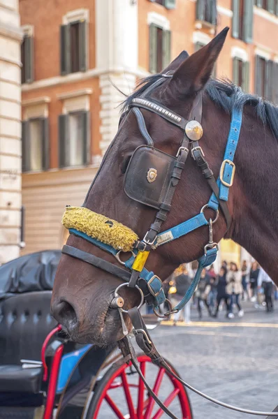 Horse Head — Stock Photo, Image