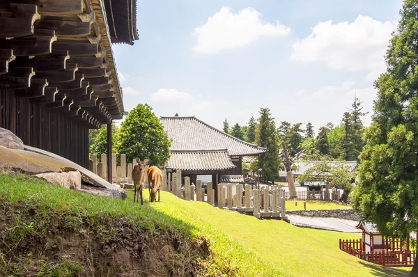 Олени в Наре, Япония — стоковое фото