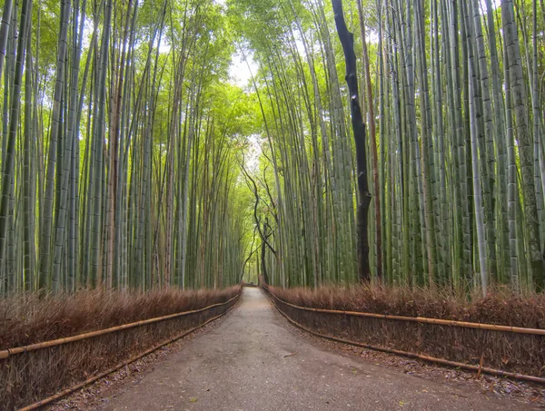 Bambu ormanı