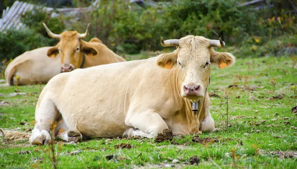 Koeien in het veld — Stockfoto