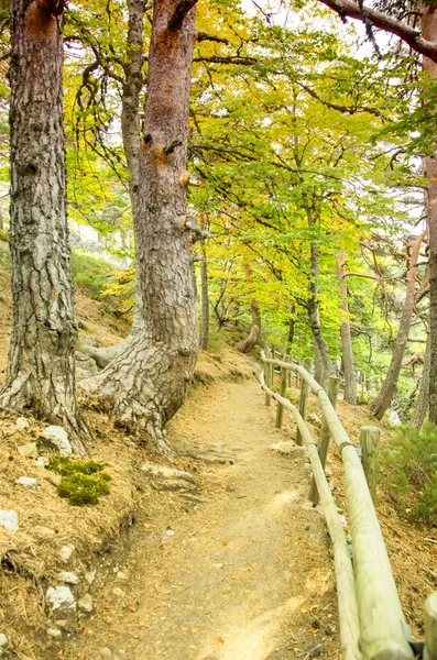 Camino forestal —  Fotos de Stock