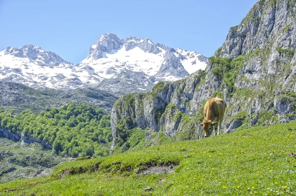 Kuh auf dem Berg — Stockfoto