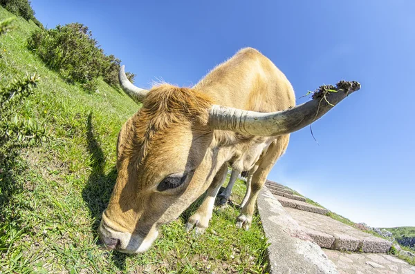 Ko på berget — Stockfoto