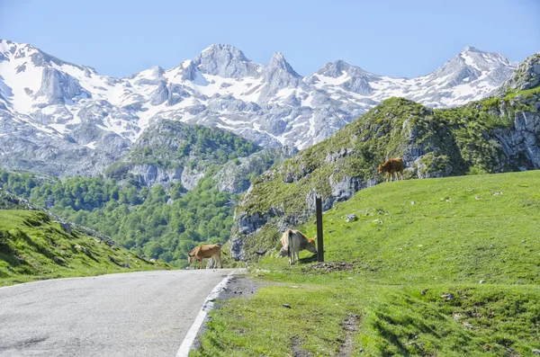 Estrada em Picos de Europa em Astúrias, Espanha — Fotografia de Stock