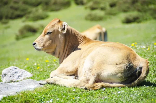 Ko på gräs — Stockfoto