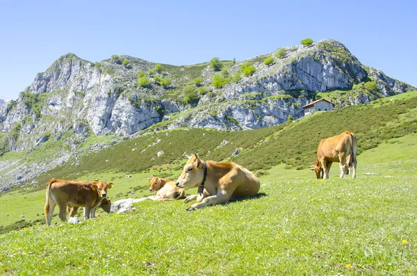 Vaches broutant sur l'herbe — Photo