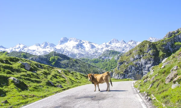 Mucca sulla strada — Foto Stock