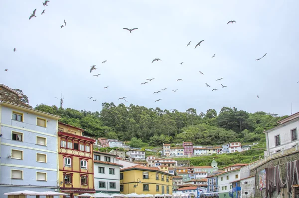 Cudillero üstünde martılar — Stok fotoğraf