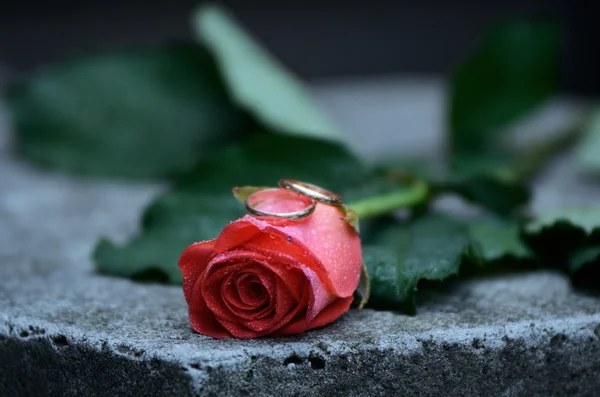 Rose auf einem grauen Stein — Stockfoto