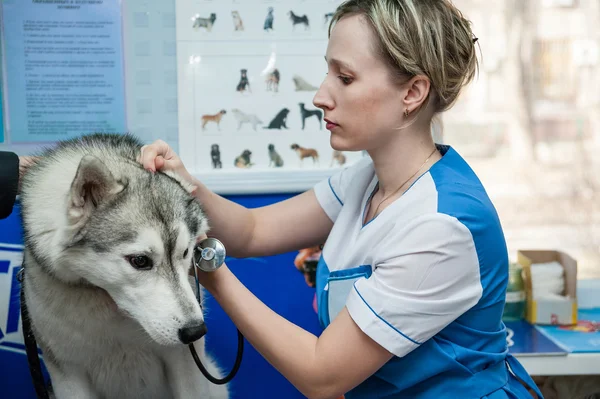 Vet checking a husky — Stock Photo, Image