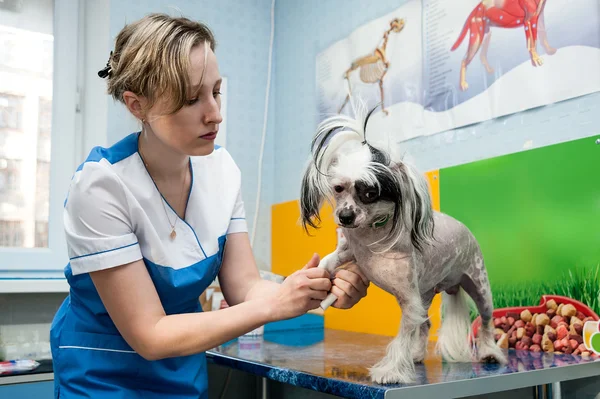 Tierärztliche Klinik — Stockfoto