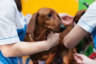 veteriner Doktor bir dachshund check-up yapma