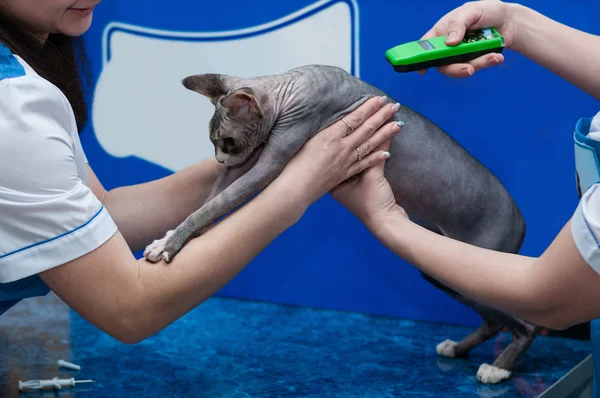 Little purebred sphynx cat at the veterinary checkup — Stock Photo, Image