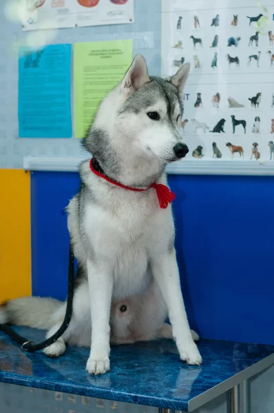 Cachorrinho Husky no veterinário — Fotografia de Stock