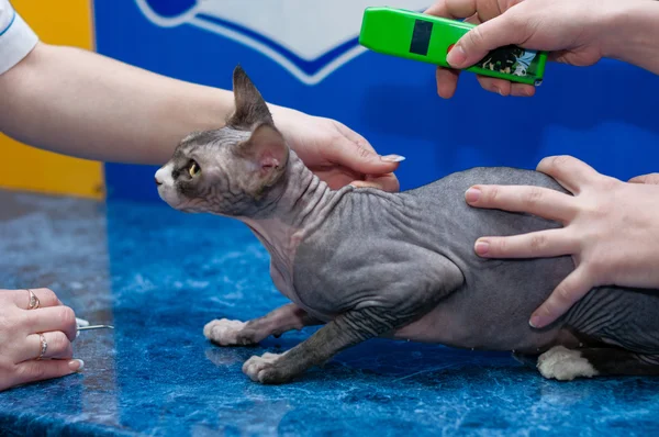 Kleine reinrassige Sphinx-Katze bei der tierärztlichen Untersuchung — Stockfoto