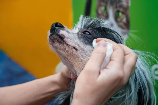 Cão pequeno no check-up veterinário — Fotografia de Stock