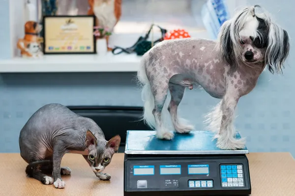 Μικρό σκύλοs και γάτα στο κτηνιατρικό το τσεκ-απ — Φωτογραφία Αρχείου