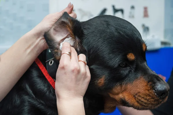 Cão recebendo orelha limpa . Fotos De Bancos De Imagens Sem Royalties