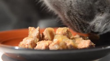 Kedi Konserve yiyor