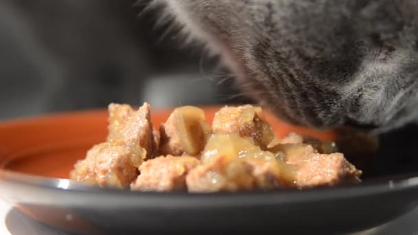 고양이 통조림된 식품을 먹는다 — 비디오