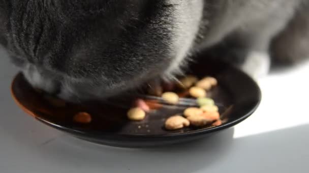 Katze frisst Trockenfutter — Stockvideo