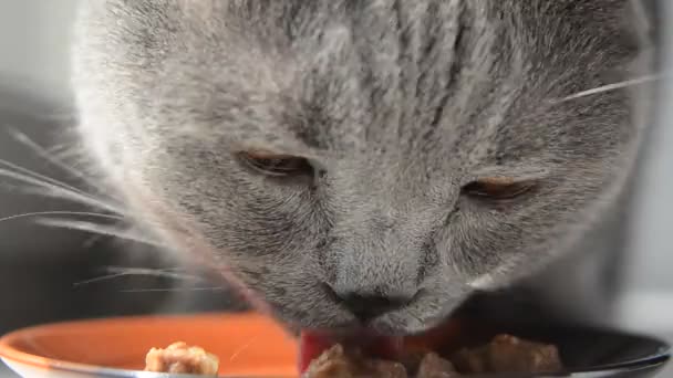 Le chat mange des aliments en conserve 